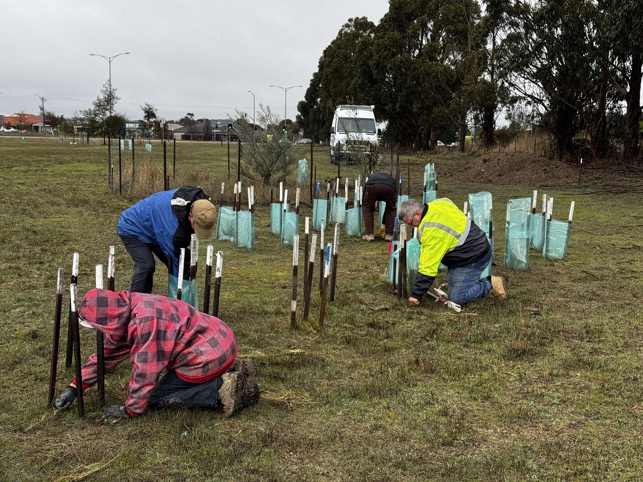 Rotarians at work